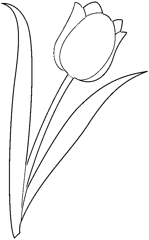 Flower Outlines for Coloring Page | Blank Flower Image Collection ...